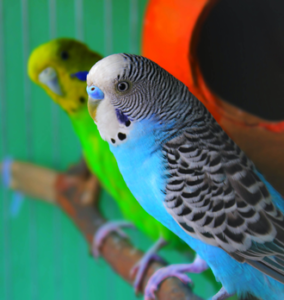 2 budgies