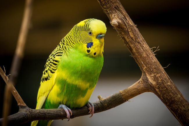 Best Birds As Pets Australia, Best Pet Birds Australia