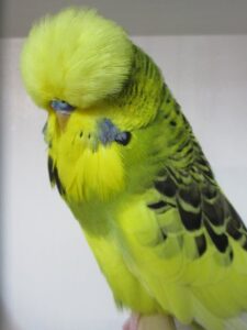 Budgie Bird