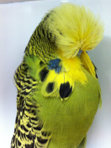 Budgie Bird