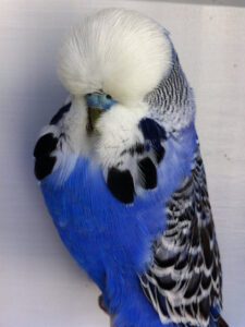 Budgie Bird