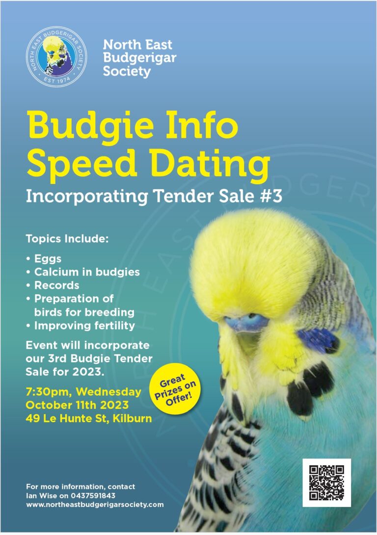 NEBS October Meeting Speed Dating Budgies