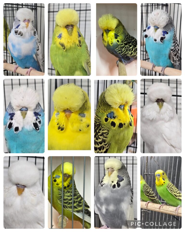 NEBS July 2025 Mega Budgerigar Auction