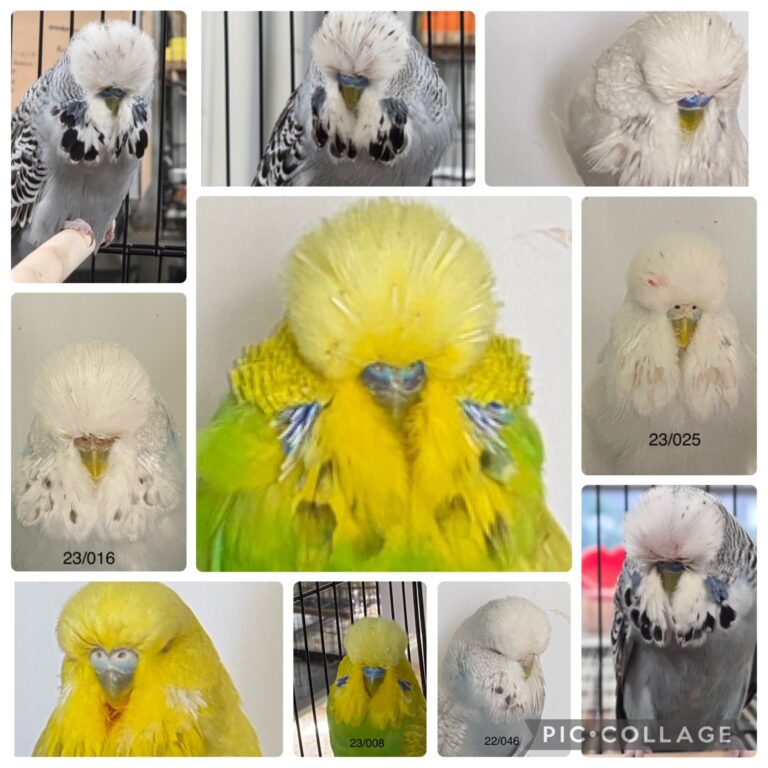 NEBS Mega Auction 3 November 2025