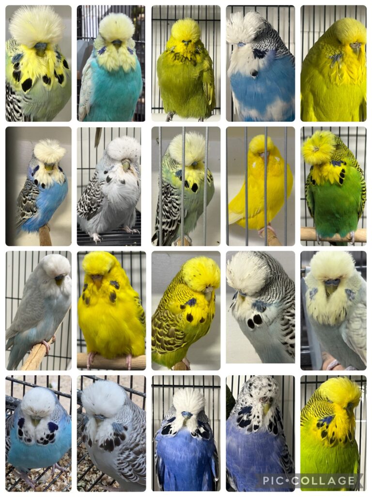 NEBS Mega Auction Feb 2026