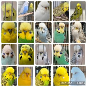 NEBS April Mega Auction 2026