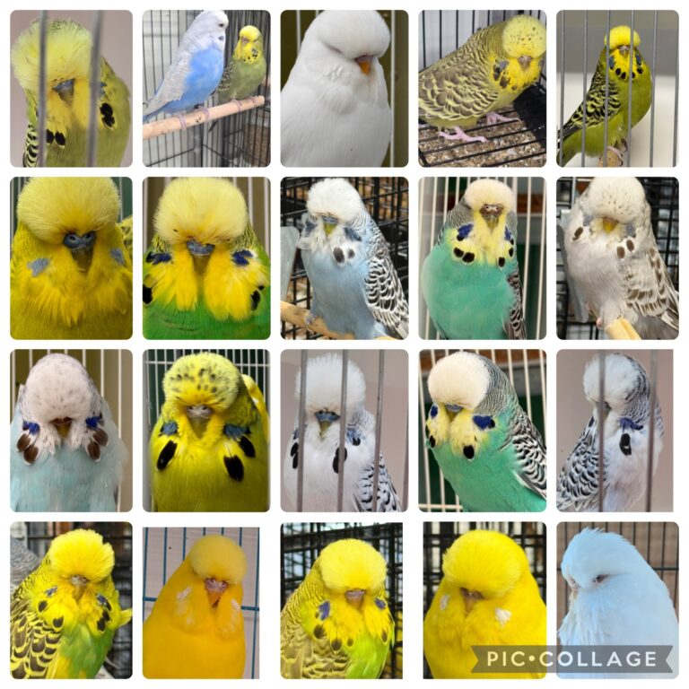 NEBS April Mega Auction 2026