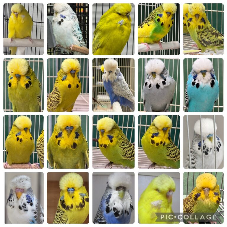 NEBS March Mega Auction 2026